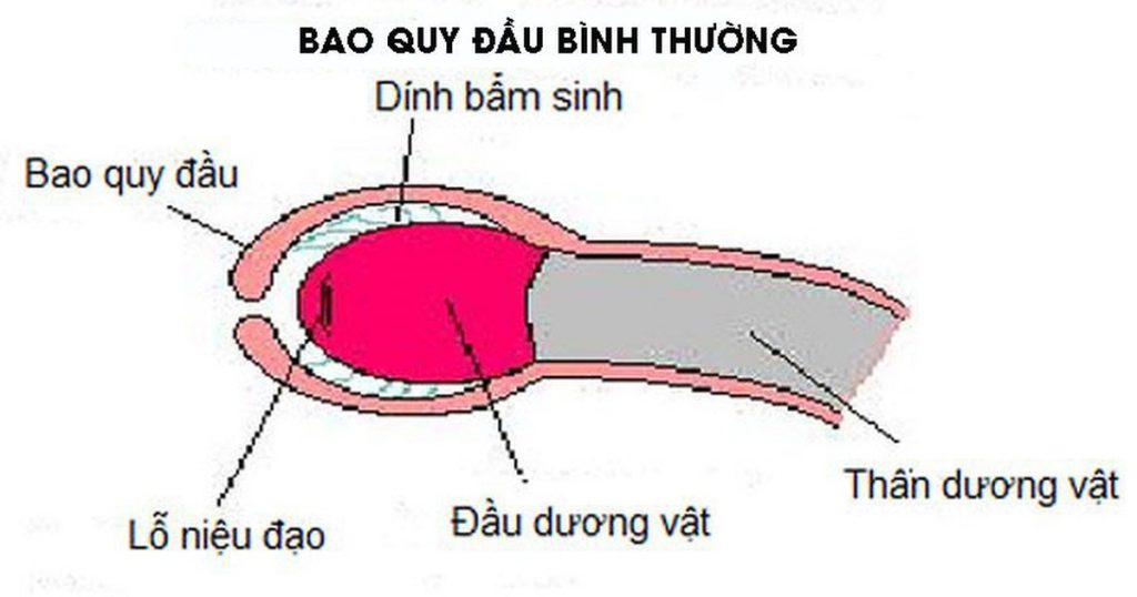 Khi Nào Thì Nên Cắt Bao Quy Đầu? Những Điều Cần Lưu Ý Khi Cắt Bao Quy Đầu là gì? 1